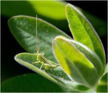 ecrin de verdure